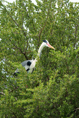 Maldivean heron