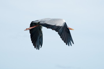 Obraz premium Maldivean heron