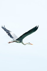 Obraz premium Maldivean heron