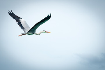Maldivean heron