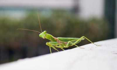  grasshopper in tha wall