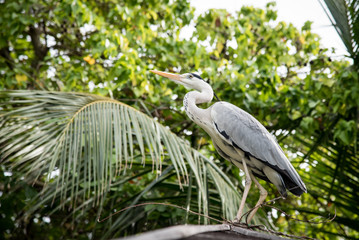Maldivean heron