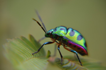 colorful insect on mimosa leaf