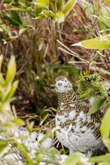 立山に生息するメスの雷鳥