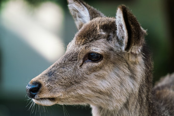 Sika in Nara, Japan