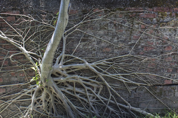 Fototapeta premium Plants growing on the wall of abandoned factory 