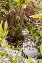 立山に生息するメスの雷鳥