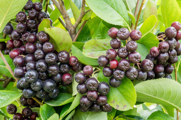 chokeberry, ripe berries on the branch, Aronia melanocarpa. Closeup macro.