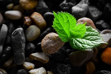Fotobehang Zen Stenen Wet pebbles with green sprout background  © Boris Riaposov