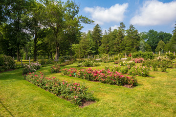 Obraz premium Rose garden in Elizabeth Park, West Hartford, Connecticut