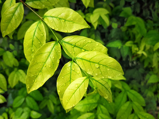 Fototapeta na wymiar Close-up Fresh Green Leaves with Water Droplet