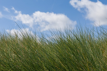 Sky, clouds and grass