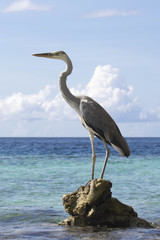 Maldivian heron