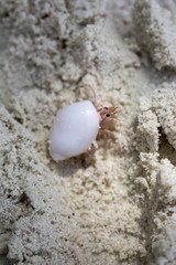 Little crab