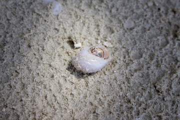 Little crab