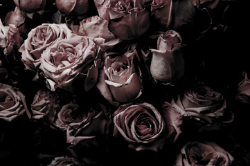 Pink Roses