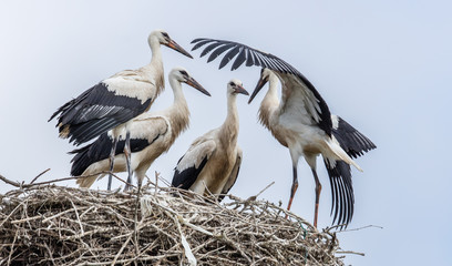 jungstorch nach jungfernflug