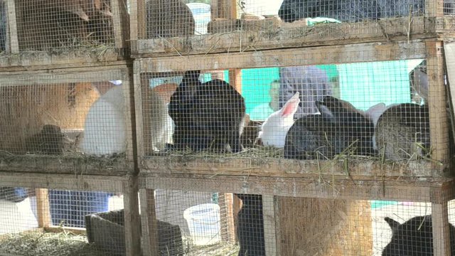 Rabbits in cages close-up. Livestock animal husbandry, animal breeding stock raising