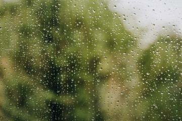Green freshness after the rain. The texture of the drops on the glass.