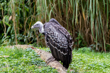 Vautour de Rüppell-Gyps rueppelli-Rüppell's Vulture