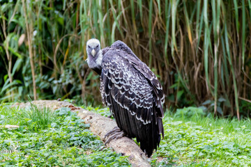 Vautour de Rüppell-Gyps rueppelli-Rüppell's Vulture