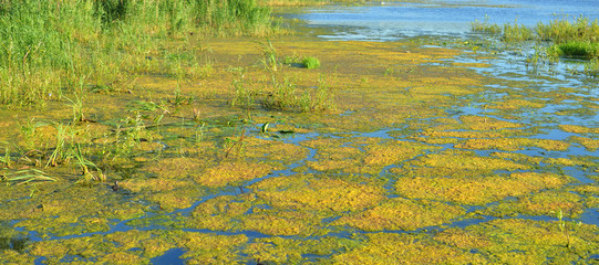 Aquatic plants in swamp.