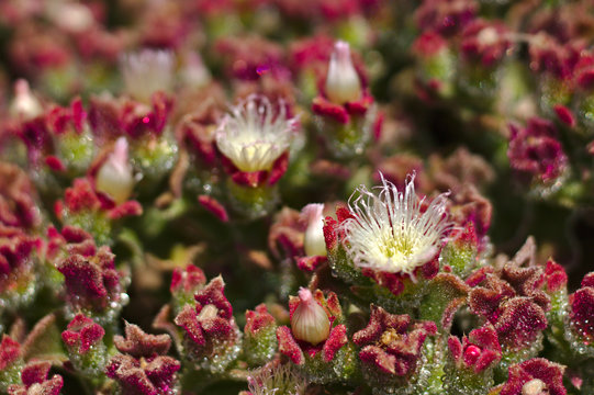 Increadible plants from dry climates able to keep water in small drops along their stem