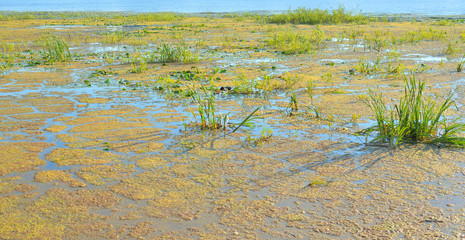 Aquatic plants in swamp.