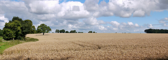 Fields of cereals ready for harvesting