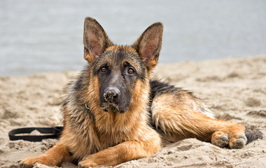 dog lies on the beach