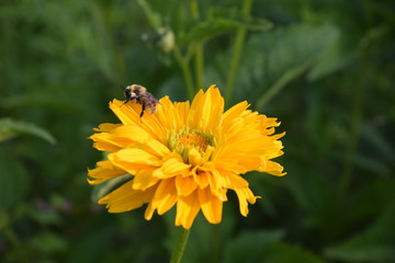 Bee on Sunflower Heliopsus flower 