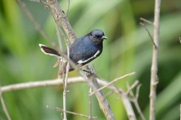 Oriental Magpie Robin