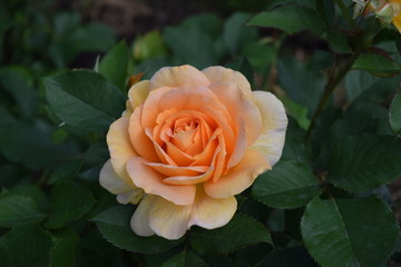 Honey Perfume rose