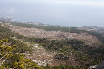 consequences of fire in the forest