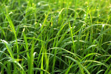 Green field of rice in India
