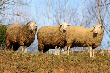 Three older sheep standing on uncut grass and soil and posing for the camera on warm sunny day with tall trees and clear blue sky in background
