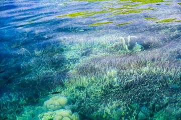 Defocus Coral Reef Under Crystal Clear Turquoise Water in Komodo National Park, Labuan Bajo, Flores, Indonesia.