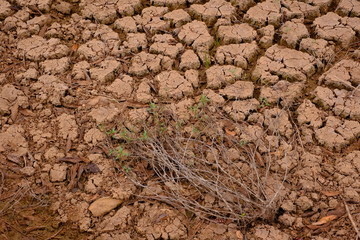 Arbusto seco na terra trincada