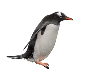 Papier Peint photo autocollant Pingouin Manchot papou isolé sur blanc
