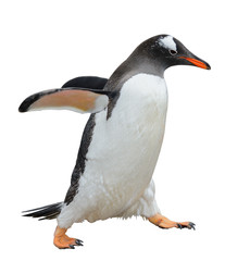 Gentoo penguin isolated on white - obrazy, fototapety, plakaty