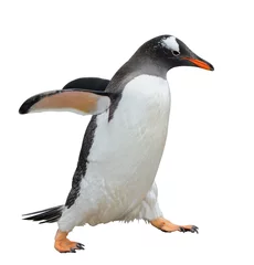 Wall murals Penguin Gentoo penguin isolated on white