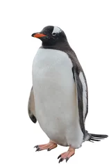 Cercles muraux Pingouin Manchot papou isolé sur blanc