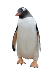 Plexiglas foto achterwand Gentoo penguin isolated on white © Alexey Seafarer