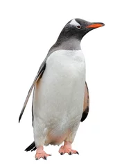 Plexiglas foto achterwand Gentoo penguin isolated on white © Alexey Seafarer
