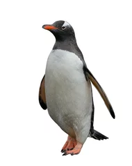 Crédence de cuisine en verre imprimé Pingouin Gentoo penguin isolated on white