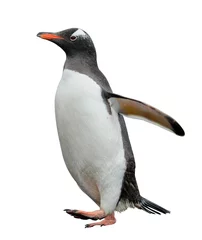 Cercles muraux Pingouin Manchot papou isolé sur blanc
