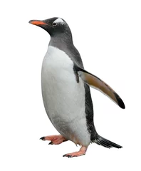 Plexiglas foto achterwand Gentoo penguin isolated on white © Alexey Seafarer