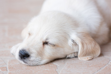 Beautiful white fur golden retriever puppy is sleeping on floor