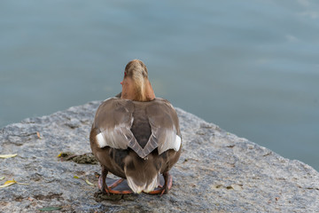 Ente von hinten