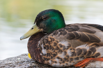 Ente am Wasser